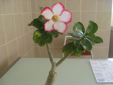 вот так мы цветем