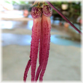 Bulbophyllumn plumatum 01.jpg