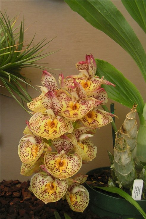 Catasetum Orchidglade Davie Ranches.jpg