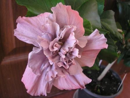 Baby blue2 forum.JPG