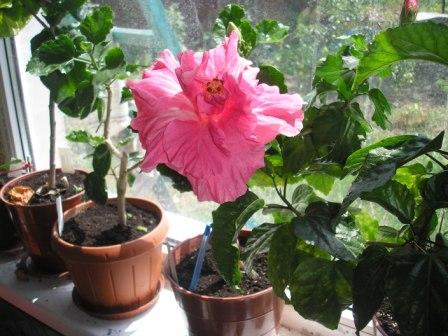 Esther OMalley 2 forum.JPG