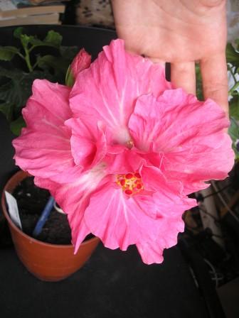 Esther OMalley forum.JPG