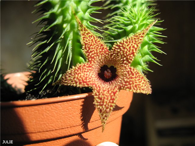 ХУЭРНИЯ ПИЛЛАНСИИ.jpg