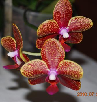 Изображение 963.jpg