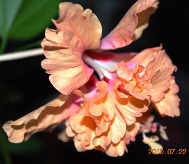 Изображение 972.jpg