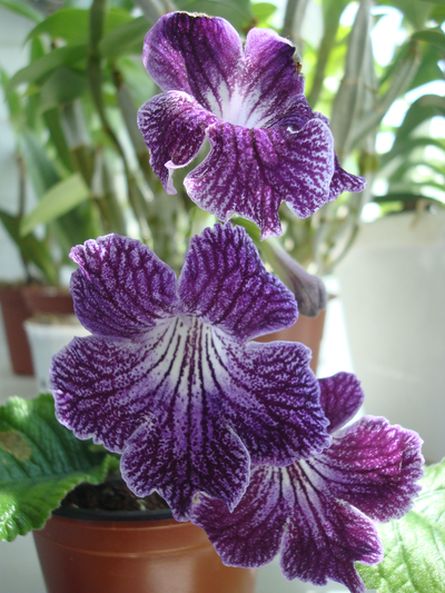 Бургундия (В.Парамонов)