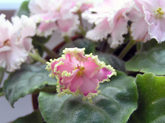 Зима улыбается