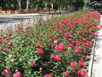 Донецк - город роз