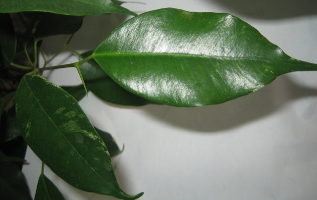 каждый новый листик крупнее прежнего..