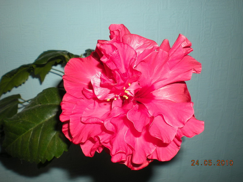 цветы дома 2 067.jpg