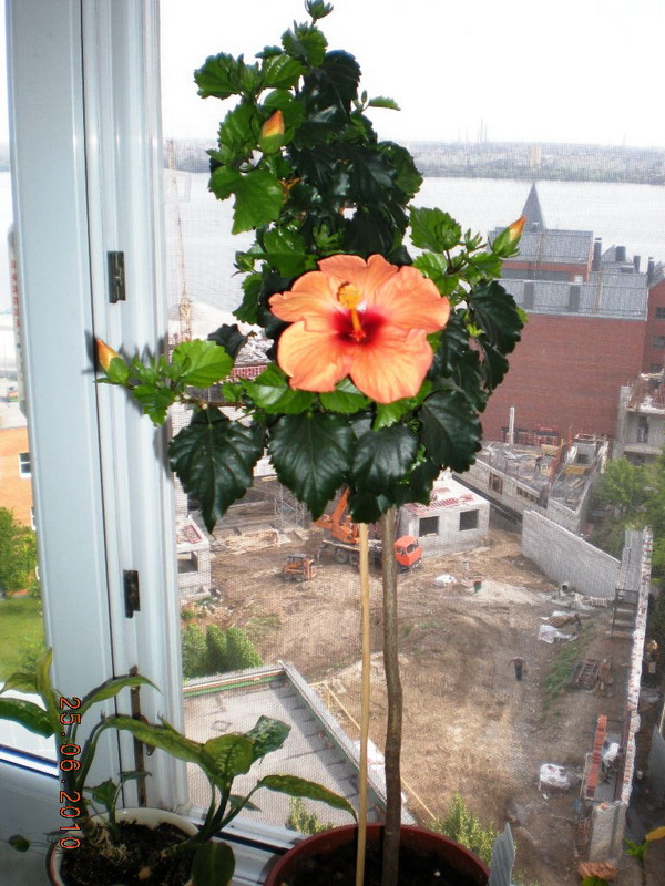 гибискусы махрушечки 014.jpg