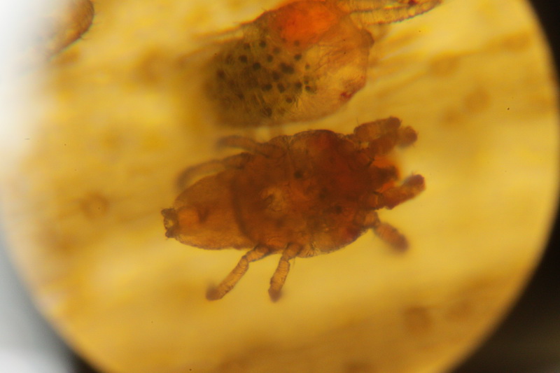 IMG_1834_новый размер.JPG