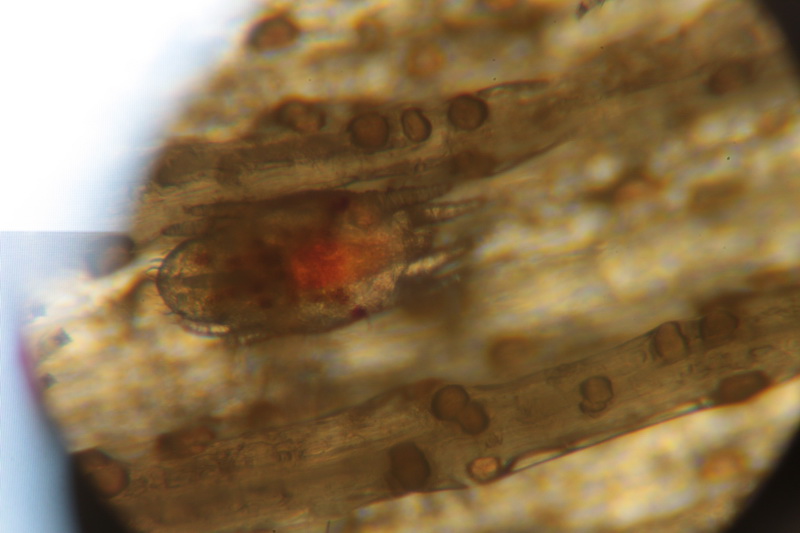 IMG_1841_новый размер.JPG