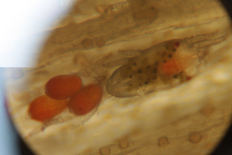 IMG_1843_новый размер.JPG