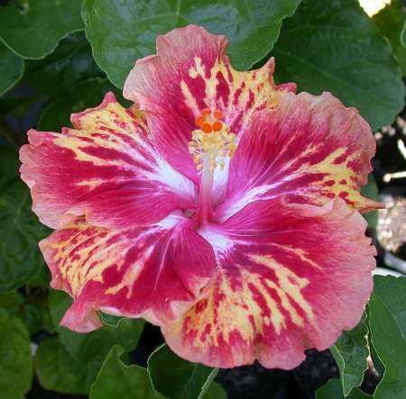 1025-3 Fifth Dimension x Lucille = Tahitian Tamurae, 4-6 in, RJ1_jpg.jpg