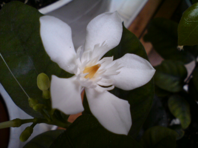 Водный жасмин - не пахнет