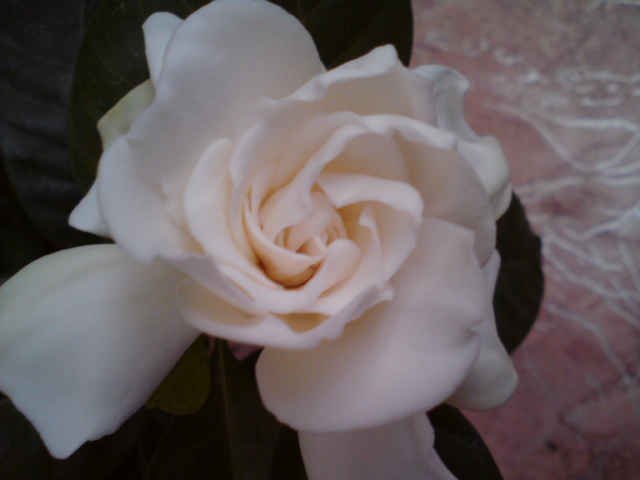 Камелия на полу балкона