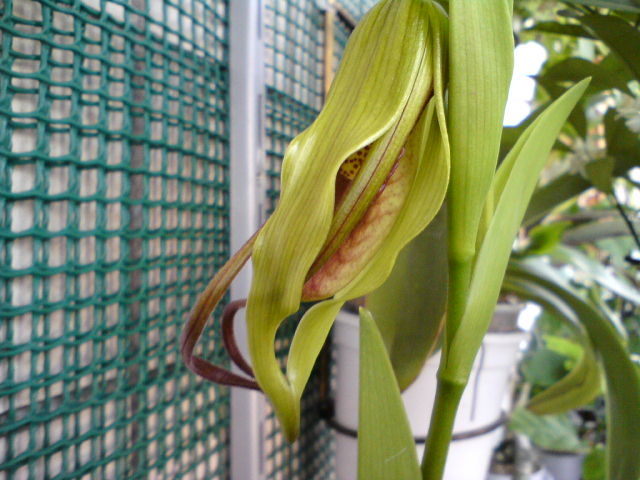 Ожидала усов подлиннее