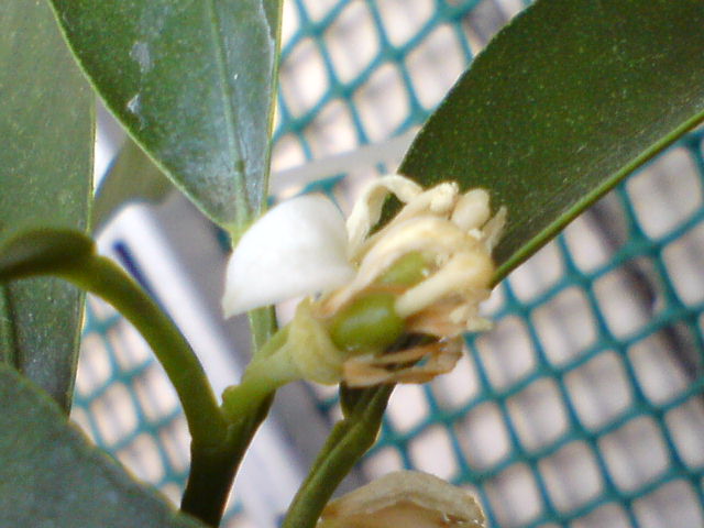 Еще прячемся в лепестках цветка