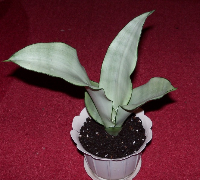 Sansevieria trifasciata cv 'Silver Cloud'.jpg