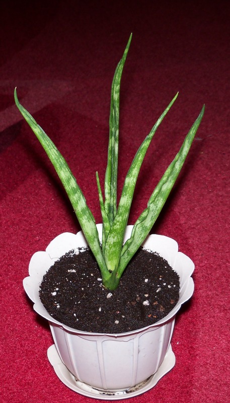 Sansevieria kirkii сv Friendsl.jpg