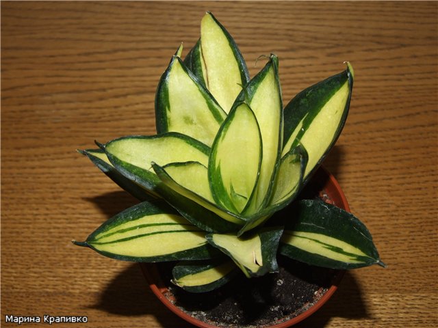 Gold Hahnii Solid Gold'.jpg