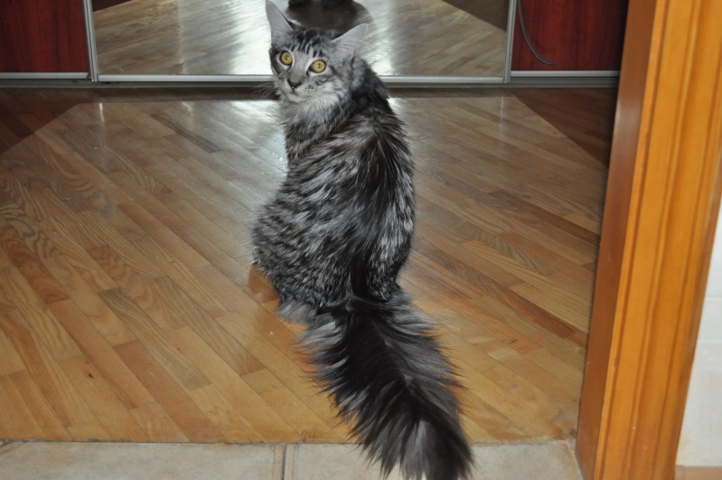 Какие руки, какие ноги...главное- ХВОСТ