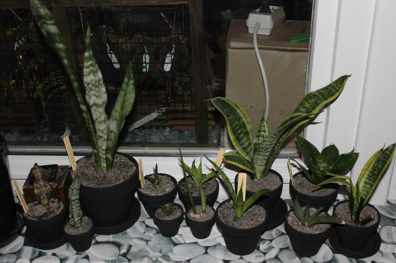 Resize of IMG_1862.JPG