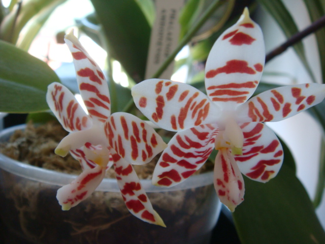 амбоиненсис- самый приятный аромат!!!