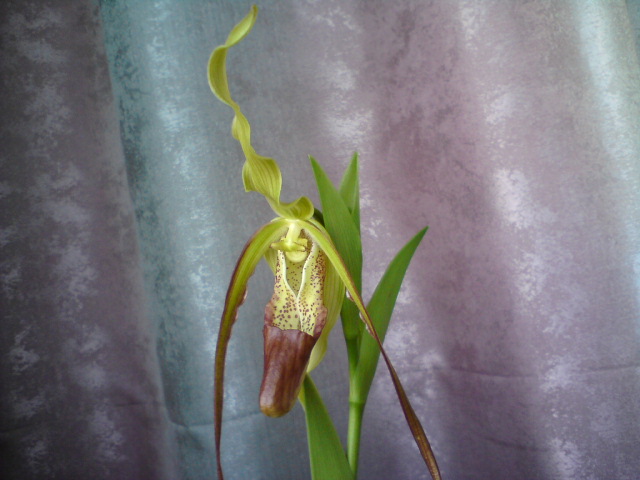 Хохолок знатный!