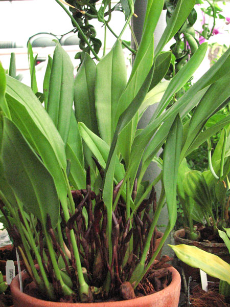 Maxillaria calantha.jpg