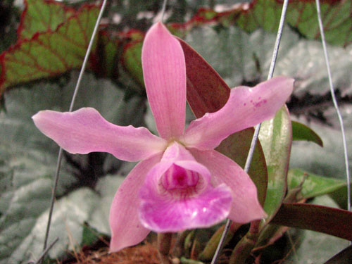 Sophrocattleya Beaufort 1.jpg