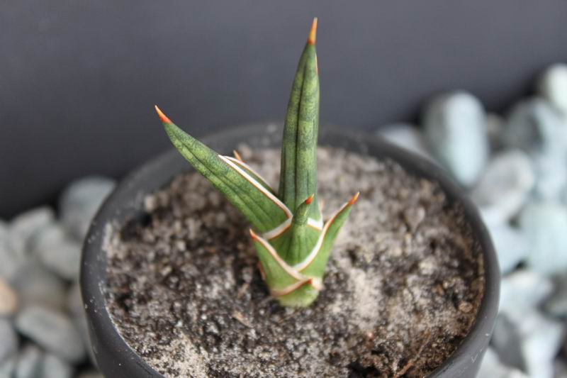 Sansevieria gracilis.JPG
