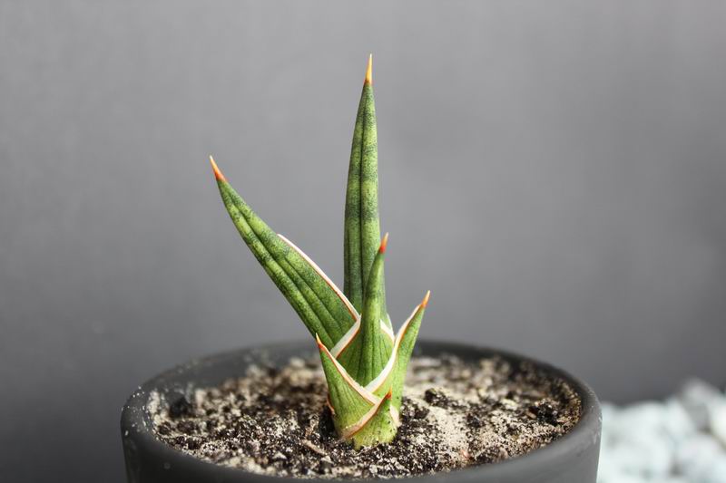 Sansevieria gracilis 1.JPG