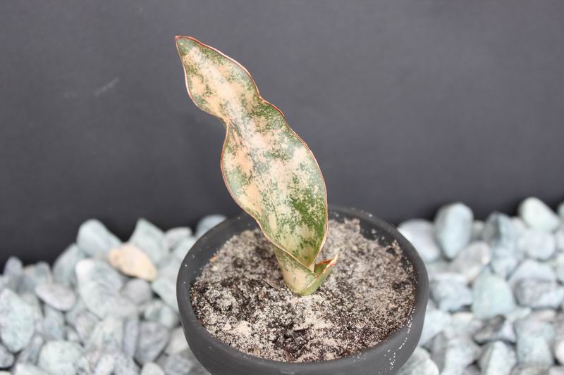 Sansevieria kirkii.JPG