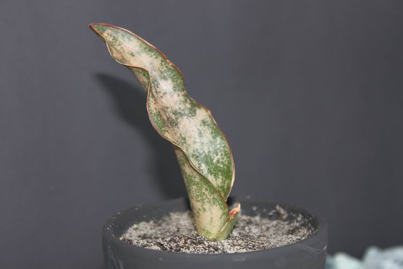 Sansevieria kirkii 2.JPG