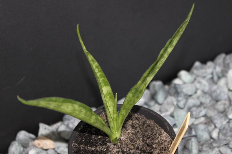 Sansevieria kirkii сv 'Friends'.JPG