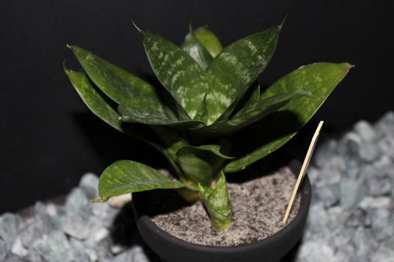 Sansevieria trifasciata cv 'Hahnii'.jpg