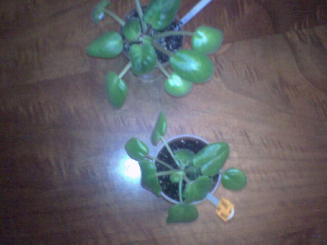 И обе ... вид сверху... :((((