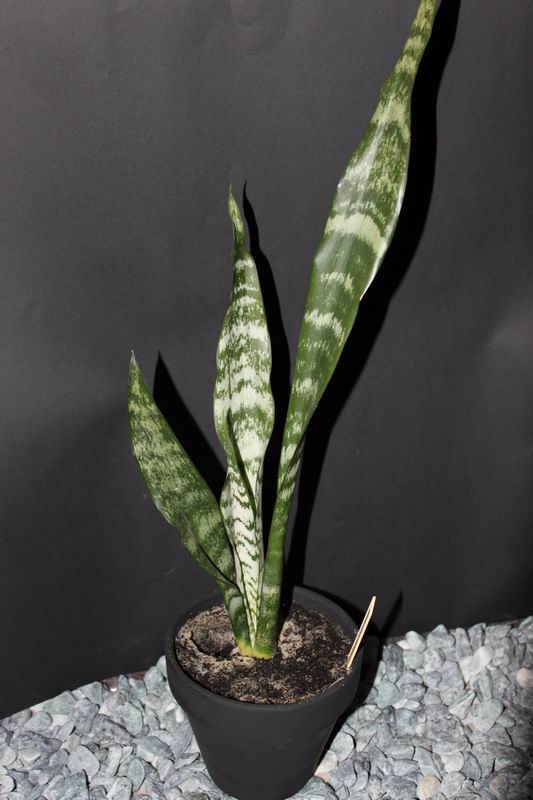 Sansevieria trifasciata.jpg