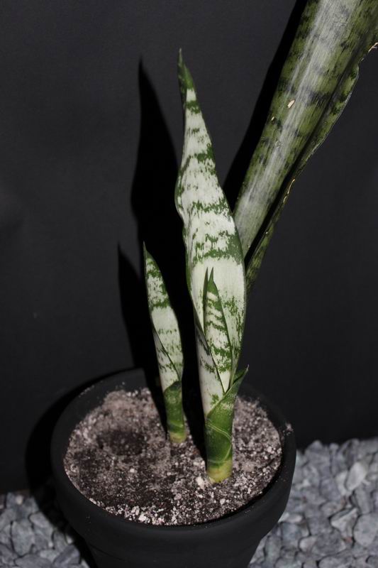 Sansevieria zeylanica 1.jpg