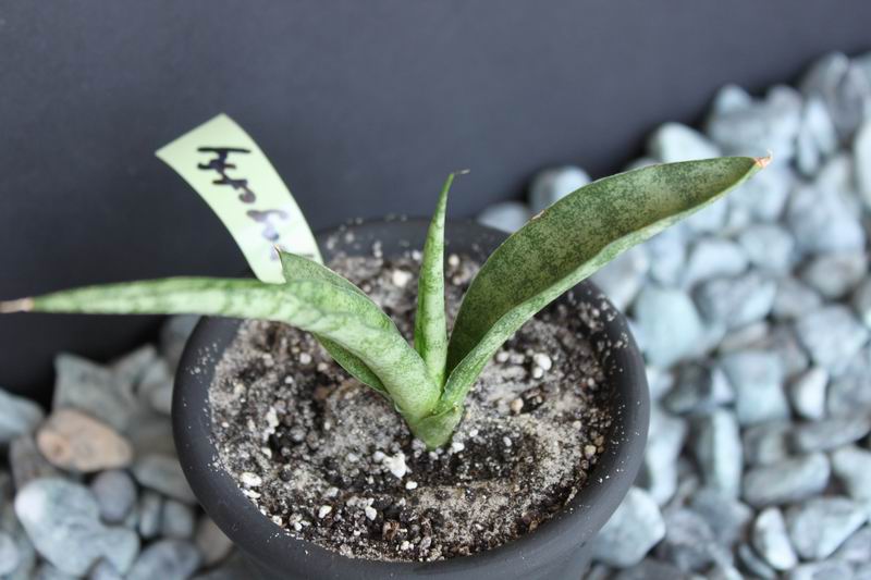 Sansevieria сv Spagetti.JPG