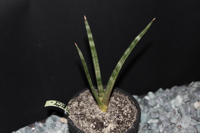 Sansevieria cylindrica cv 'Skyline'.JPG