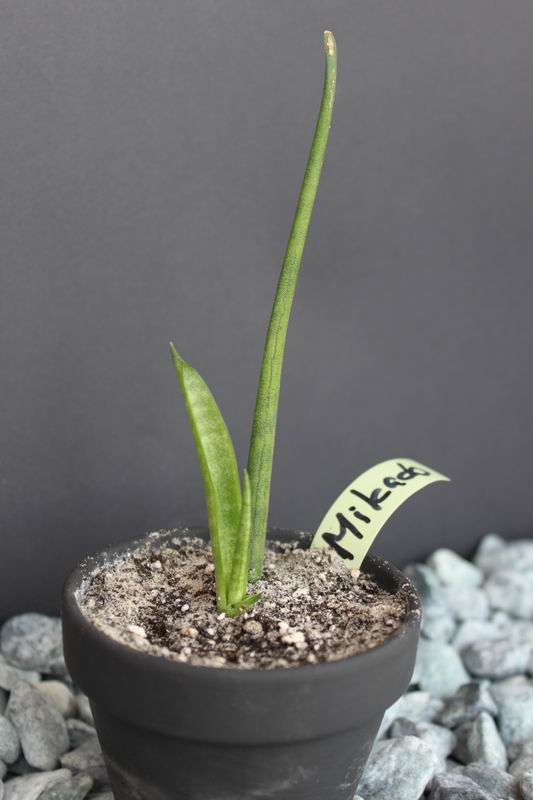 Sansevieria cv 'Mikado'.JPG