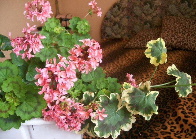 Изображение 764.jpg