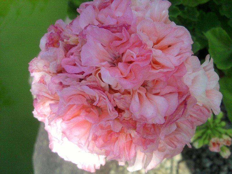 marbacka rose