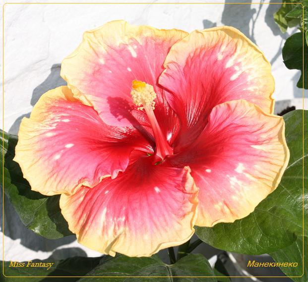 Miss Fantasy   на солнышке.jpg