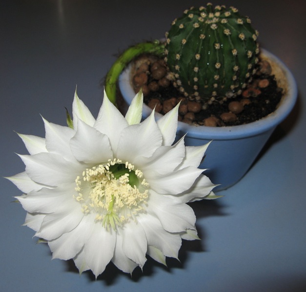 Эхинопсис (2).JPG