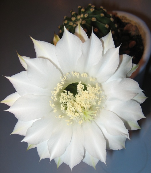 Эхинопсис (18).JPG