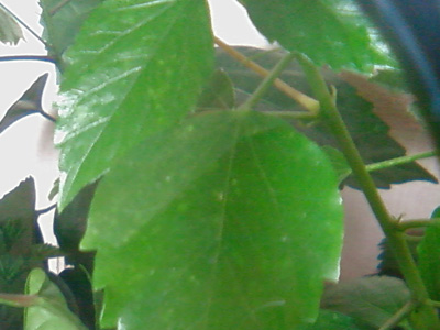 больной листик.jpg